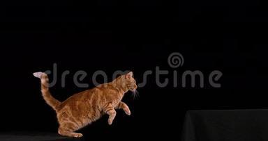 红斑纹家猫，成<strong>年后</strong>在黑色背景下跳跃，